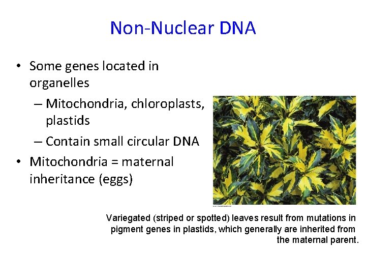 Non-Nuclear DNA • Some genes located in organelles – Mitochondria, chloroplasts, plastids – Contain Non-Nuclear DNA • Some genes located in organelles – Mitochondria, chloroplasts, plastids – Contain