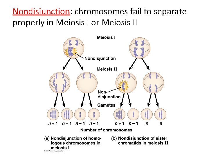 Nondisjunction: Nondisjunction chromosomes fail to separate properly in Meiosis I or Meiosis II Nondisjunction: Nondisjunction chromosomes fail to separate properly in Meiosis I or Meiosis II