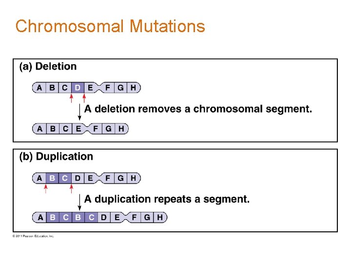 Chromosomal Mutations Chromosomal Mutations