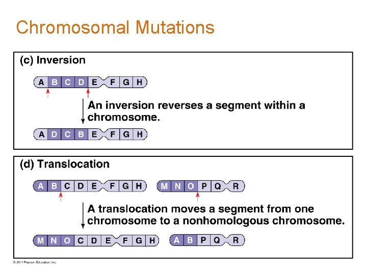 Chromosomal Mutations Chromosomal Mutations