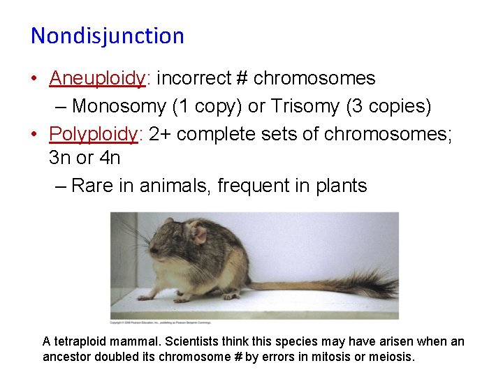 Nondisjunction • Aneuploidy: incorrect # chromosomes – Monosomy (1 copy) or Trisomy (3 copies) Nondisjunction • Aneuploidy: incorrect # chromosomes – Monosomy (1 copy) or Trisomy (3 copies)