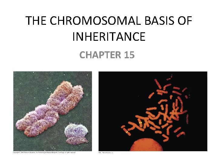 THE CHROMOSOMAL BASIS OF INHERITANCE CHAPTER 15 THE CHROMOSOMAL BASIS OF INHERITANCE CHAPTER 15