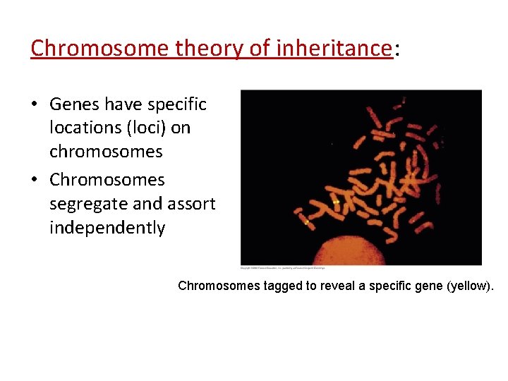 Chromosome theory of inheritance: • Genes have specific locations (loci) on chromosomes • Chromosomes Chromosome theory of inheritance: • Genes have specific locations (loci) on chromosomes • Chromosomes