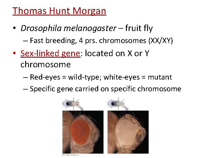 Thomas Hunt Morgan • Drosophila melanogaster – fruit fly – Fast breeding, 4 prs. Thomas Hunt Morgan • Drosophila melanogaster – fruit fly – Fast breeding, 4 prs.
