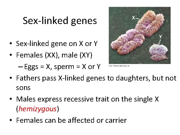 Sex-linked genes • Sex-linked gene on X or Y • Females (XX), male (XY) Sex-linked genes • Sex-linked gene on X or Y • Females (XX), male (XY)