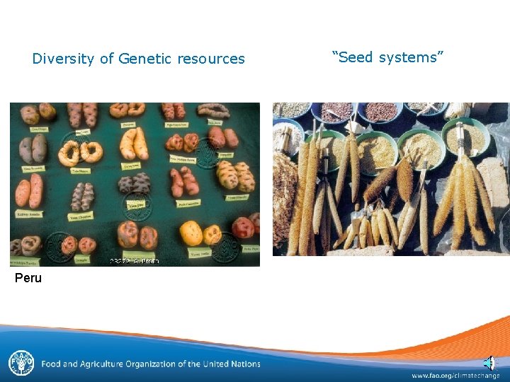 Diversity of Genetic resources Peru “Seed systems” 