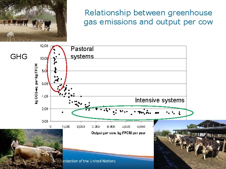 Relationship between greenhouse gas emissions and output per cow GHG Pastoral systems Intensive systems