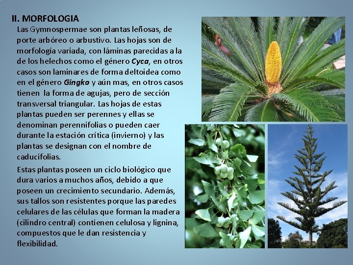 II. MORFOLOGIA Las Gymnospermae son plantas leñosas, de porte arbóreo o arbustivo. Las hojas