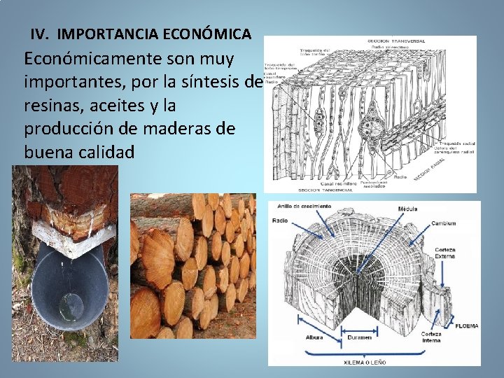 IV. IMPORTANCIA ECONÓMICA Económicamente son muy importantes, por la síntesis de resinas, aceites y