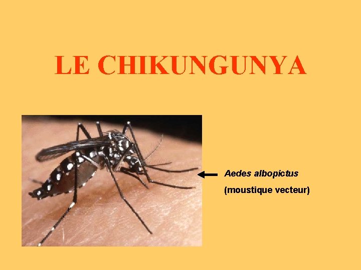 LE CHIKUNGUNYA Aedes albopictus (moustique vecteur) 