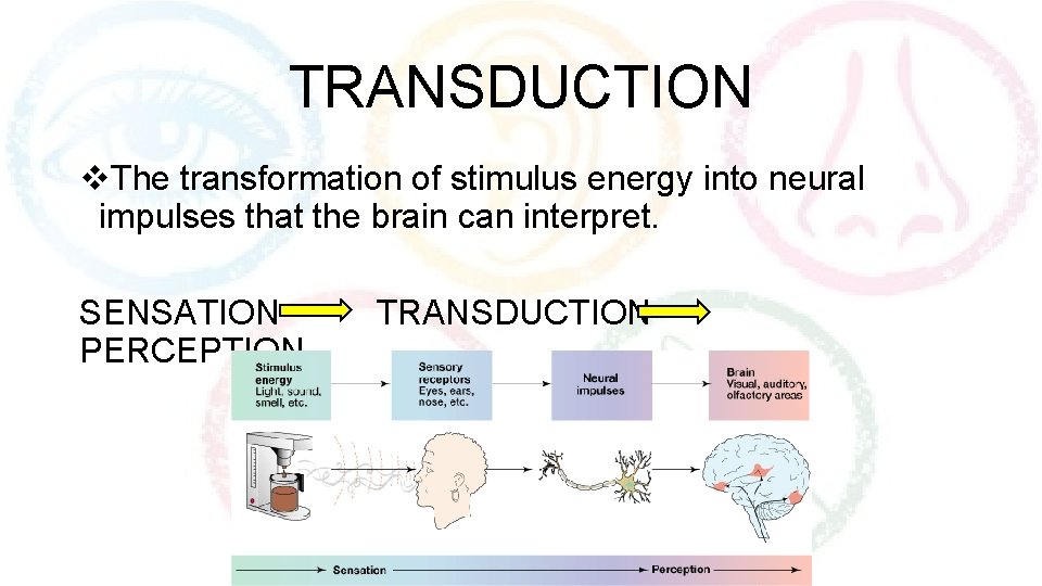 TRANSDUCTION v. The transformation of stimulus energy into neural impulses that the brain can