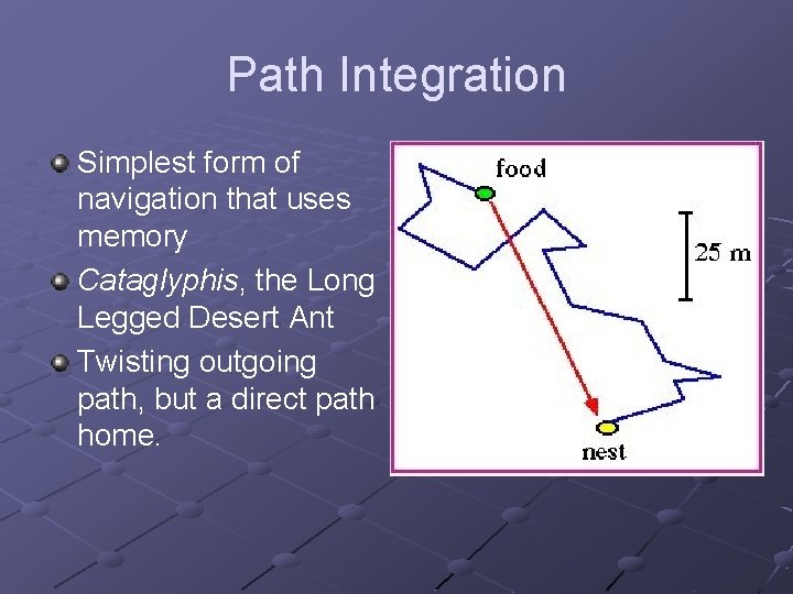 Path Integration Simplest form of navigation that uses memory Cataglyphis, the Long Legged Desert