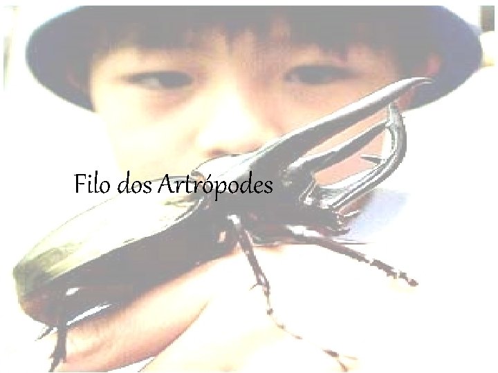 Filo dos Artrópodes 