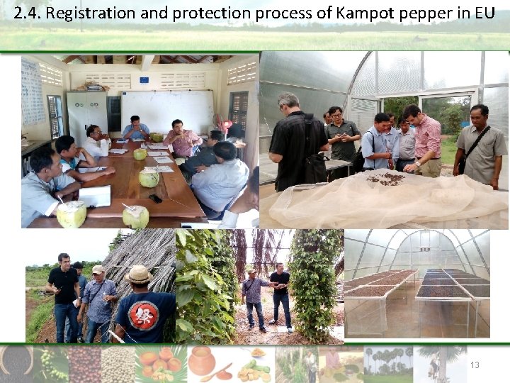 2. 4. Registration and protection process of Kampot pepper in EU 13 