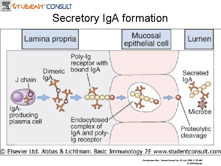 Secretory Ig. A formation Downloaded from: Student. Consult (on 20 July 2006 11: 29