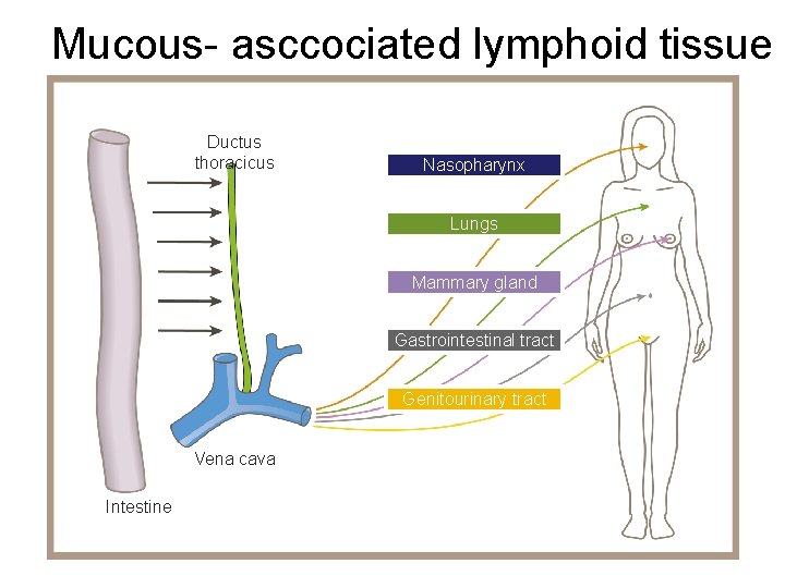Mucous- asccociated lymphoid tissue Ductus thoracicus Nasopharynx Lungs Mammary gland Gastrointestinal tract Genitourinary tract