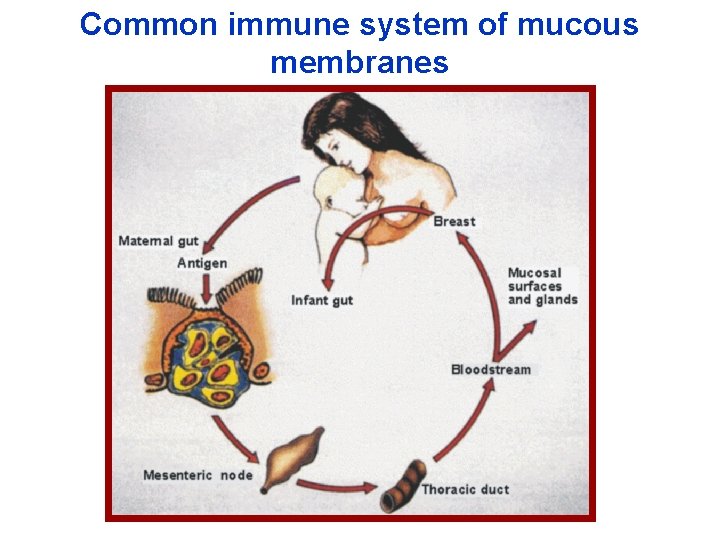 Common immune system of mucous membranes 