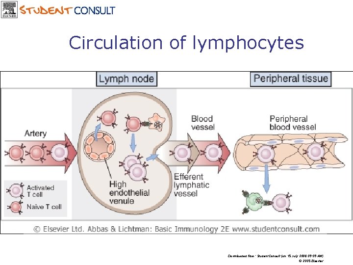 Circulation of lymphocytes Downloaded from: Student. Consult (on 15 July 2006 09: 09 AM)