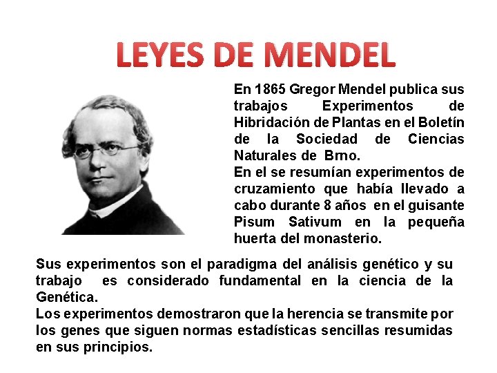 LEYES DE MENDEL En 1865 Gregor Mendel publica sus trabajos Experimentos de Hibridación de