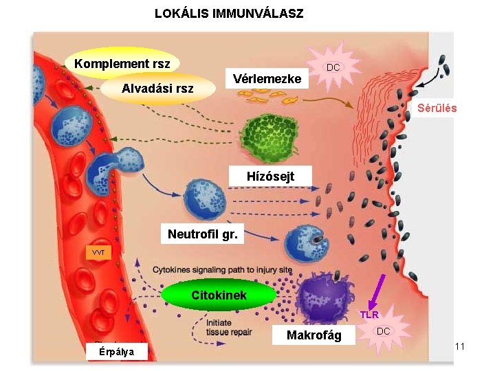 LOKÁLIS IMMUNVÁLASZ Komplement rsz Alvadási rsz Vérlemezke DC Sérülés Hízósejt Neutrofil gr. VVT Citokinek