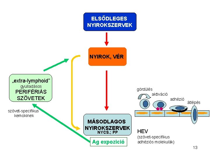 ELSŐDLEGES NYIROKSZERVEK NYIROK, VÉR „extra-lymphoid” gyulladásos gördülés aktiváció PERIFÉRIÁS SZÖVETEK adhézió átlépés szövet-specifikus kemokinek