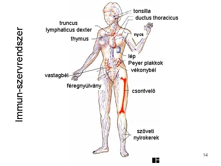 Immun-szervrendszer truncus lymphaticus dexter thymus vastagbél féregnyúlvány tonsilla ductus thoracicus nycs lép Peyer plakkok