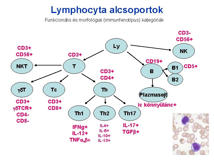 Lymphocyta alcsoportok Funkcionális és morfológiai (immunfenotípus) kategóriák CD 3 CD 56+ Ly CD 3+