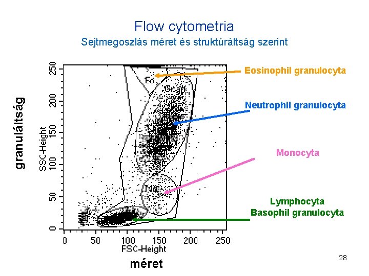 Flow cytometria Sejtmegoszlás méret és struktúráltság szerint granuláltság Eosinophil granulocyta Neutrophil granulocyta Monocyta Lymphocyta