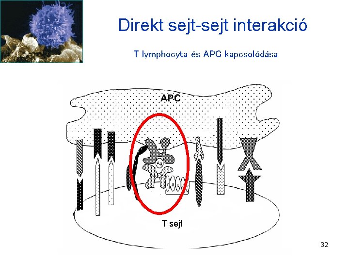 Direkt sejt-sejt interakció T lymphocyta és APC kapcsolódása T sejt 32 