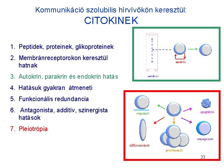 Kommunikáció szolubilis hírvívőkön keresztül: CITOKINEK 1. Peptidek, proteinek, glikoproteinek 2. Membránreceptorokon keresztül hatnak 3.