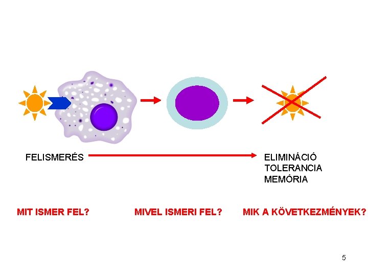 FELISMERÉS MIT ISMER FEL? ELIMINÁCIÓ TOLERANCIA MEMÓRIA MIVEL ISMERI FEL? MIK A KÖVETKEZMÉNYEK? 5