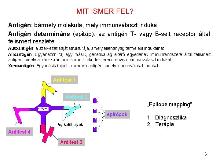 MIT ISMER FEL? Antigén: bármely molekula, mely immunválaszt indukál Antigén determináns (epitóp): az antigén