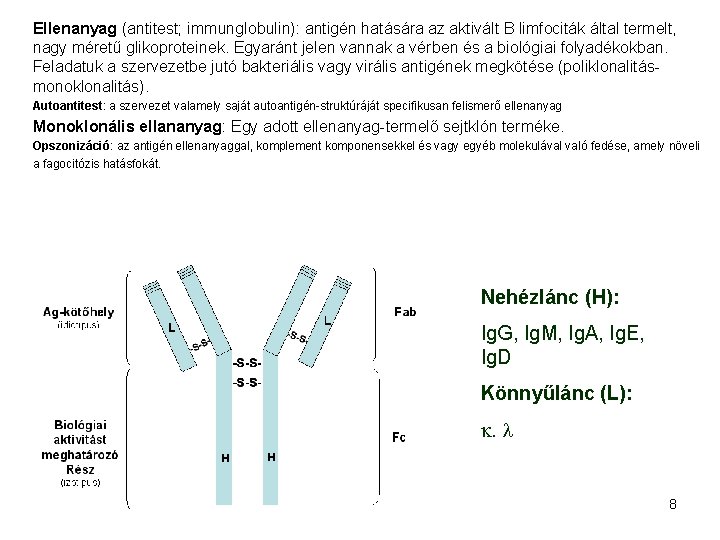 Ellenanyag (antitest; immunglobulin): antigén hatására az aktivált B limfociták által termelt, nagy méretű glikoproteinek.