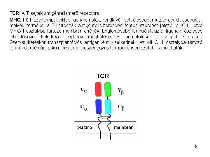 TCR: A T-sejtek antigénfelismerő receptora. MHC: Fő hisztokompatibilitási gén-komplex, rendkívüli sokféleséget mutató gének csoportja,