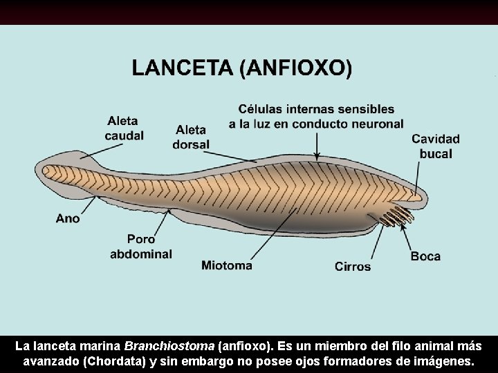 La lanceta marina Branchiostoma (anfioxo). Es un miembro del filo animal más avanzado (Chordata)