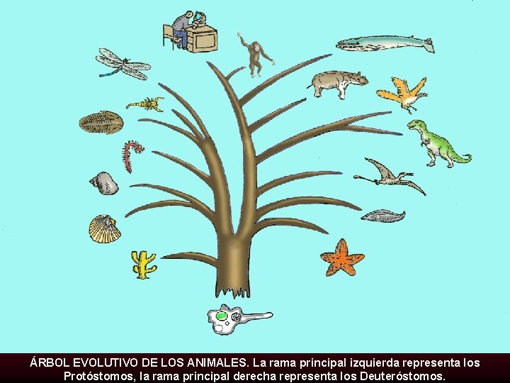 ÁRBOL EVOLUTIVO DE LOS ANIMALES. La rama principal izquierda representa los Protóstomos, la rama