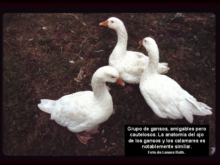 Grupo de gansos, amigables pero cautelosos. La anatomía del ojo de los gansos y