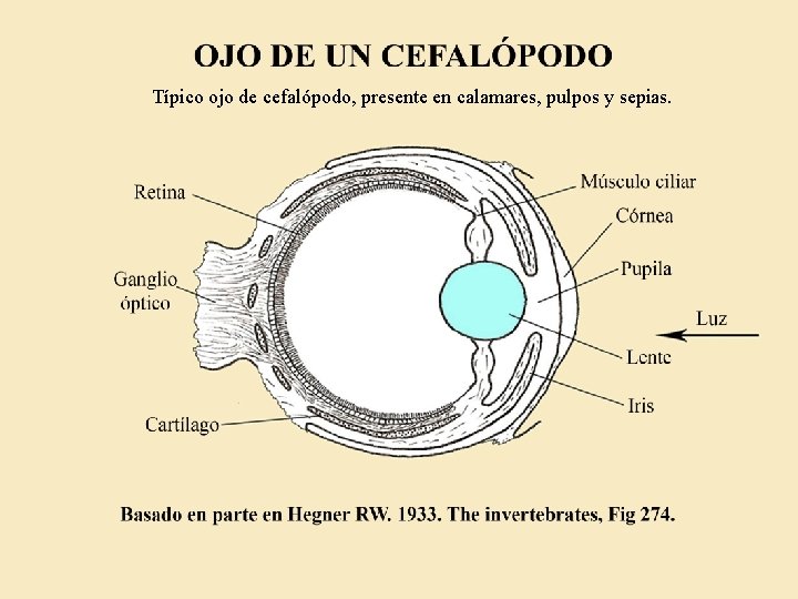 Típico ojo de cefalópodo, presente en calamares, pulpos y sepias. 