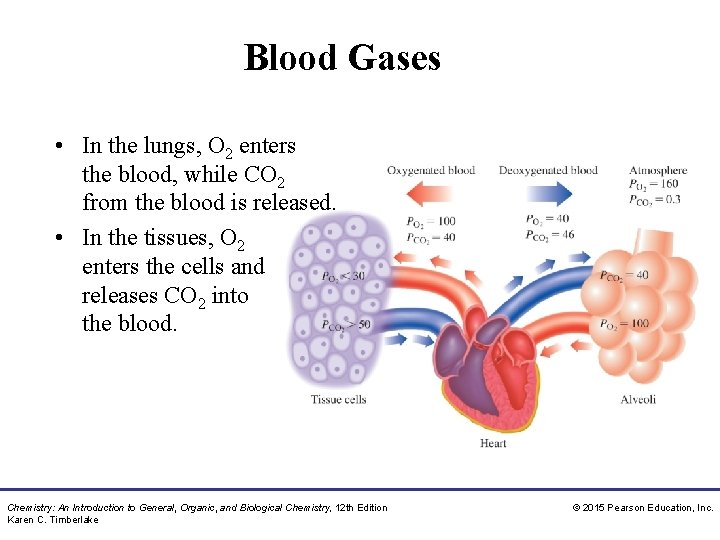 Blood Gases • In the lungs, O 2 enters the blood, while CO 2