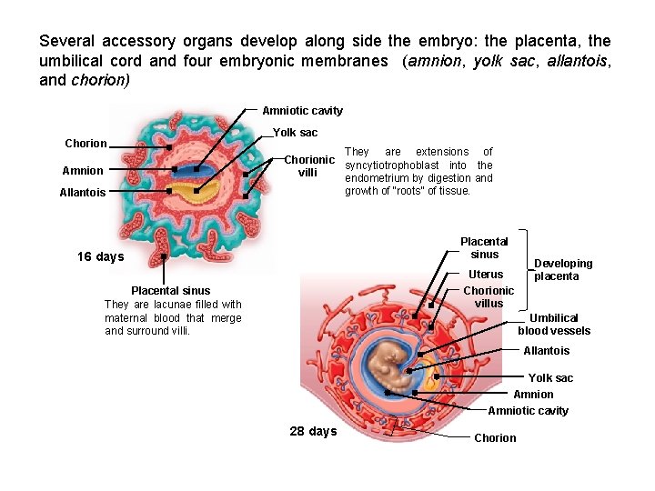 Several accessory organs develop along side the embryo: the placenta, the umbilical cord and Several accessory organs develop along side the embryo: the placenta, the umbilical cord and