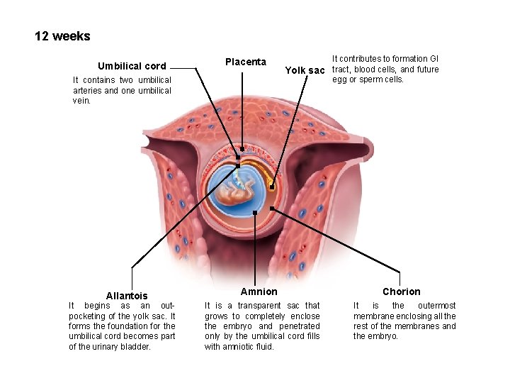 12 weeks Umbilical cord Placenta It contains two umbilical arteries and one umbilical vein. 12 weeks Umbilical cord Placenta It contains two umbilical arteries and one umbilical vein.