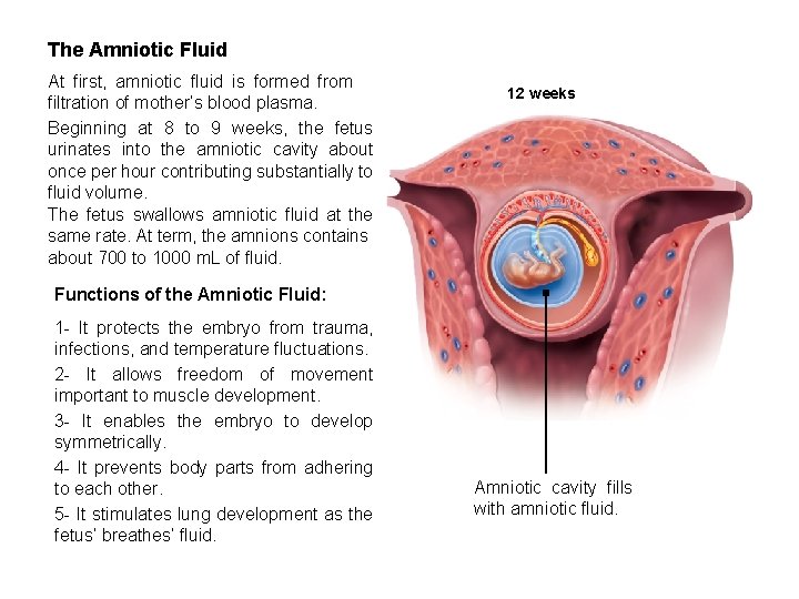 The Amniotic Fluid At first, amniotic fluid is formed from filtration of mother’s blood The Amniotic Fluid At first, amniotic fluid is formed from filtration of mother’s blood
