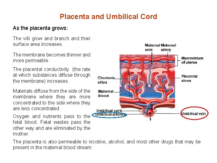 Placenta and Umbilical Cord As the placenta grows: The villi grow and branch and Placenta and Umbilical Cord As the placenta grows: The villi grow and branch and