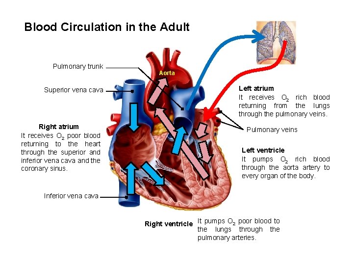 Blood Circulation in the Adult Pulmonary trunk Superior vena cava Right atrium It receives Blood Circulation in the Adult Pulmonary trunk Superior vena cava Right atrium It receives