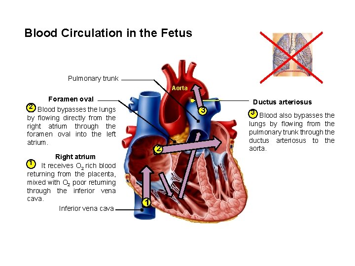 Blood Circulation in the Fetus Pulmonary trunk Aorta Foramen oval Ductus arteriosus 2 Blood Blood Circulation in the Fetus Pulmonary trunk Aorta Foramen oval Ductus arteriosus 2 Blood