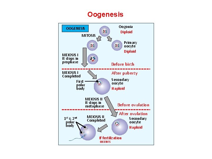 Oogenesis Oogonia Diploid OOGENESIS MITOSIS Primary oocyte Diploid MEIOSIS I It stops in prophase Oogenesis Oogonia Diploid OOGENESIS MITOSIS Primary oocyte Diploid MEIOSIS I It stops in prophase