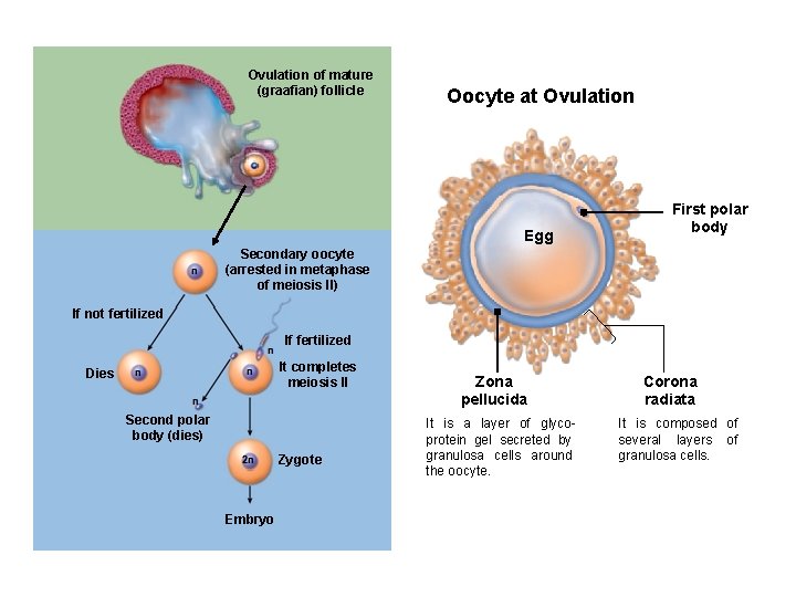 Ovulation of mature (graafian) follicle Oocyte at Ovulation Egg First polar body Secondary oocyte Ovulation of mature (graafian) follicle Oocyte at Ovulation Egg First polar body Secondary oocyte