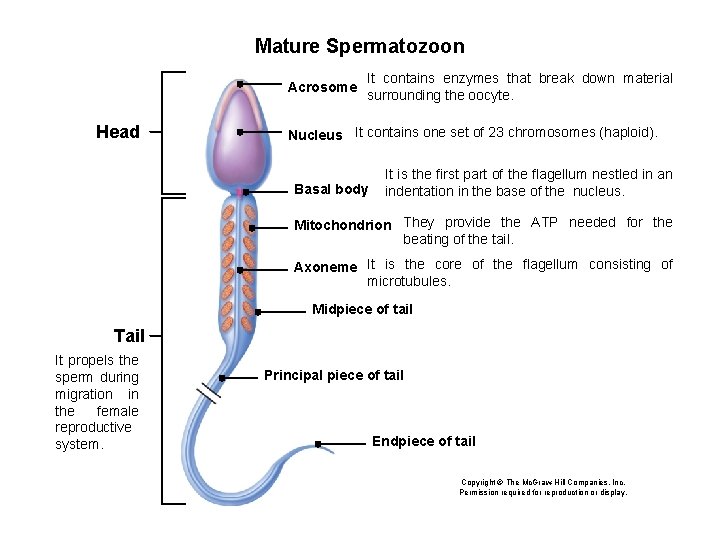 Mature Spermatozoon Acrosome Head It contains enzymes that break down material surrounding the oocyte. Mature Spermatozoon Acrosome Head It contains enzymes that break down material surrounding the oocyte.