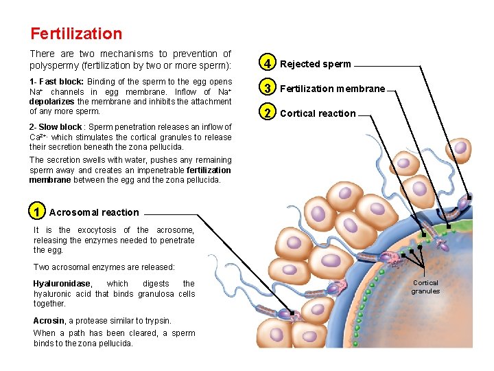 Fertilization There are two mechanisms to prevention of polyspermy (fertilization by two or more Fertilization There are two mechanisms to prevention of polyspermy (fertilization by two or more