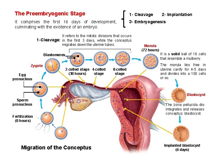 The Preembryogenic Stage 1 - Cleavage It comprises the first 16 days of development, The Preembryogenic Stage 1 - Cleavage It comprises the first 16 days of development,